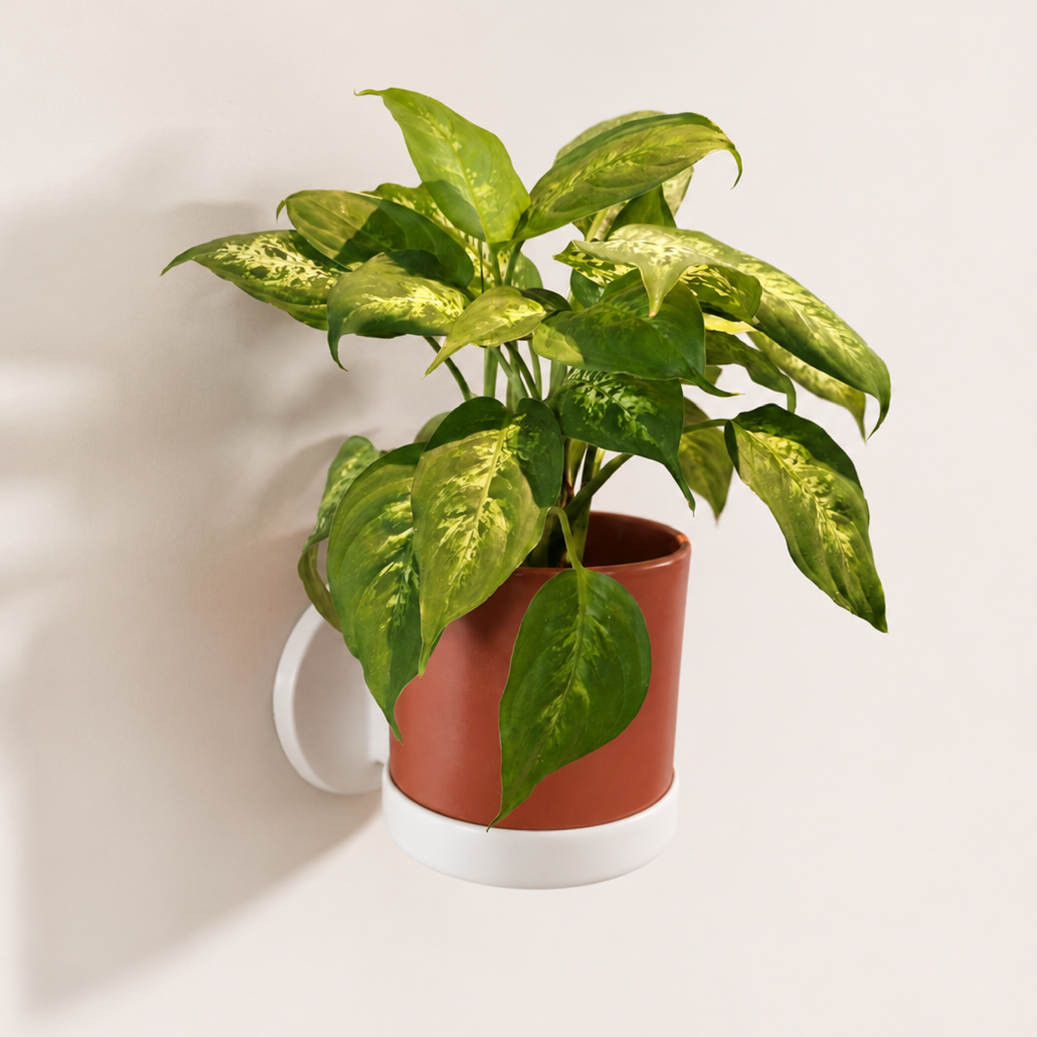 Plantenhouder muur
